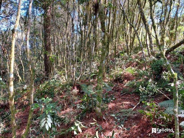 Terreno para Venda em Caxias do Sul - 5