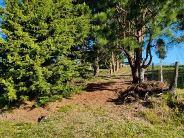 Chácara para Venda em Caxias do Sul - 4