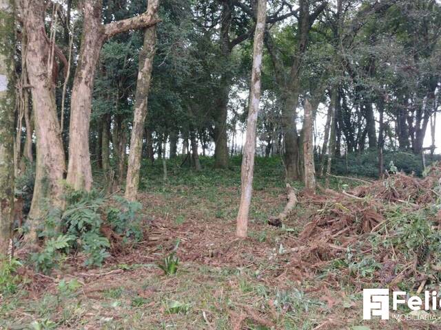 Terreno para Venda em Caxias do Sul - 4