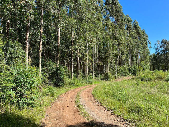 Chácara para Venda em Farroupilha - 4