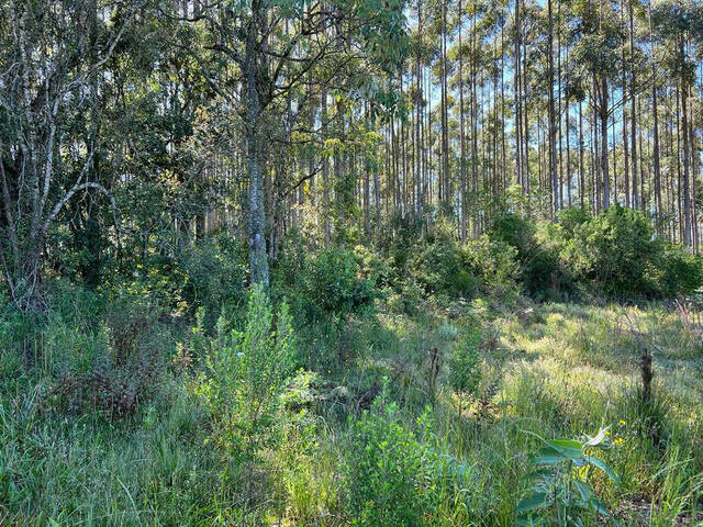 Chácara para Venda em Farroupilha - 5