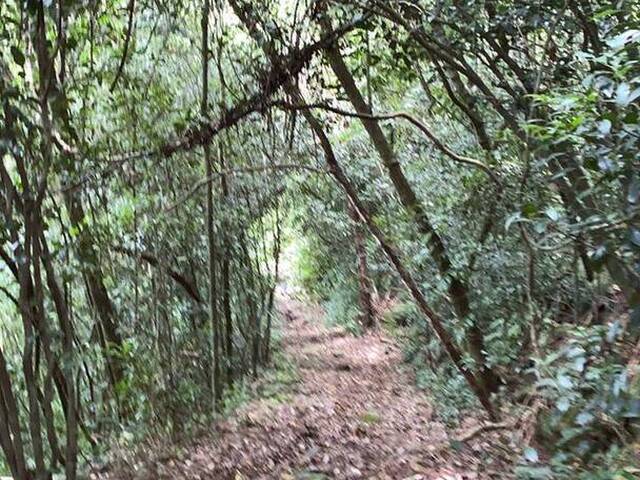 #64 - Chácara para Venda em Caxias do Sul - RS