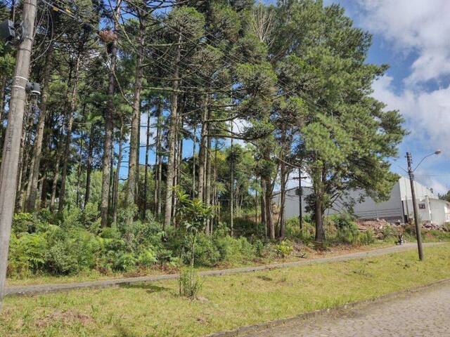 Área para Venda em Caxias do Sul - 5