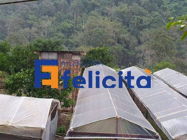 Chácara para Venda em Caxias do Sul - 4