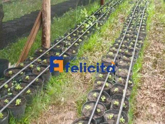 Chácara para Venda em Caxias do Sul - 5