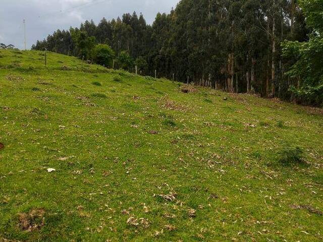 Sítio para Venda em Caxias do Sul - 2