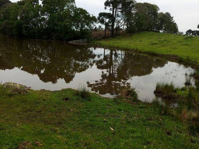 Sítio para Venda em Caxias do Sul - 3
