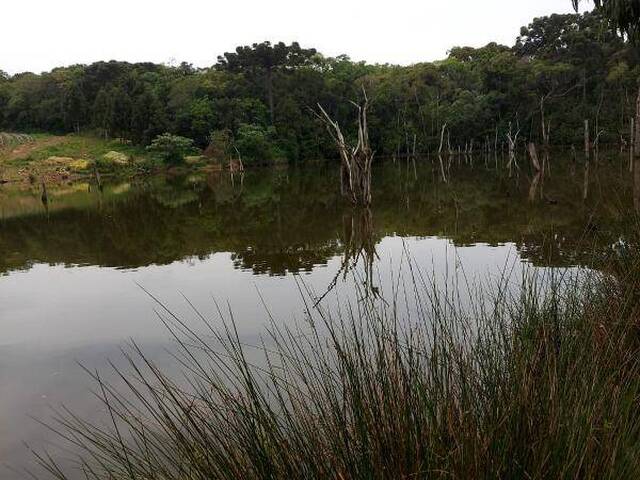 Sítio para Venda em Caxias do Sul - 4