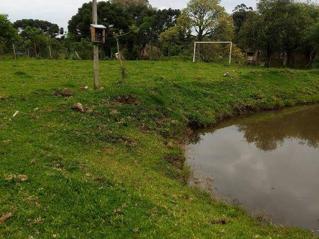 Sítio para Venda em Caxias do Sul - 5